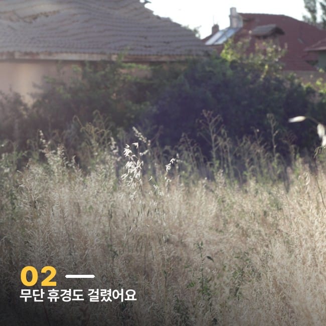 잡초가 무성한 방치된 밭