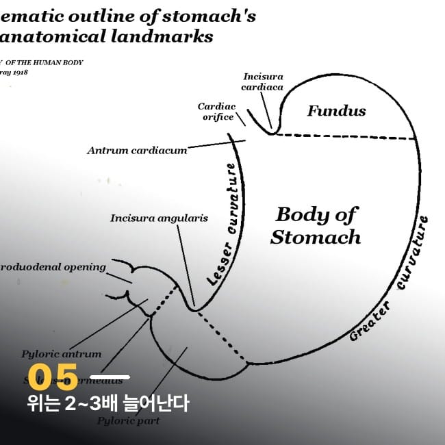 위의 해부학적 구조를 표시한 도식