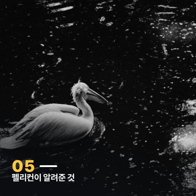 물 위에 떠 있는 펠리컨 흑백 사진