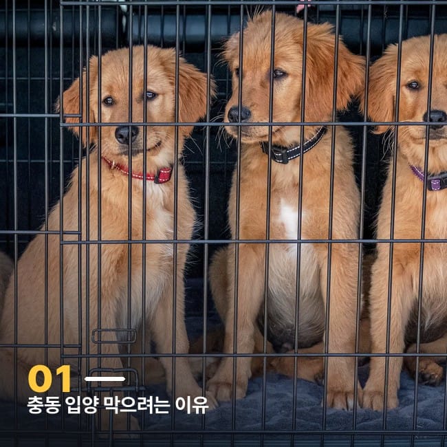 케이지 안에 앉아 있는 골든리트리버 강아지들