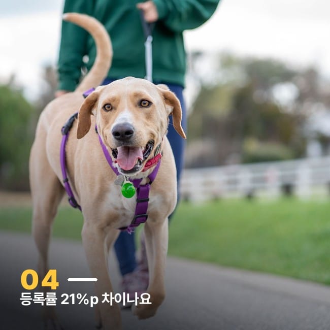 하네스를 착용하고 산책 중인 개