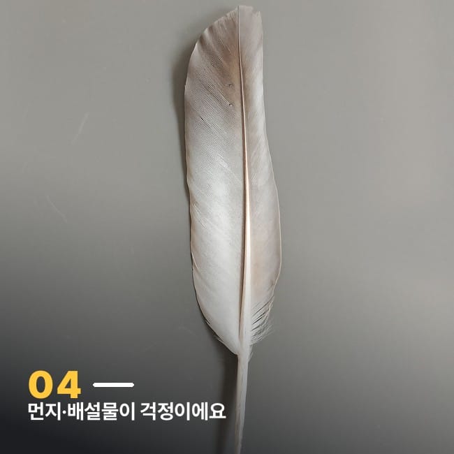 회색 배경 위 비둘기 깃털 클로즈업
