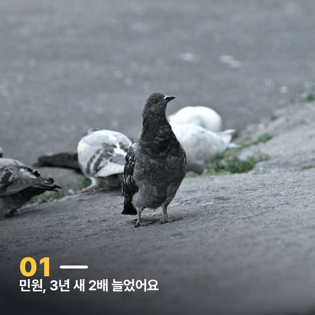 보도블록에 모인 비둘기 무리
