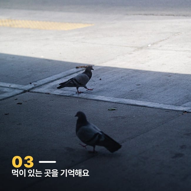 점자블록이 깔린 보도를 걷는 비둘기 두 마리