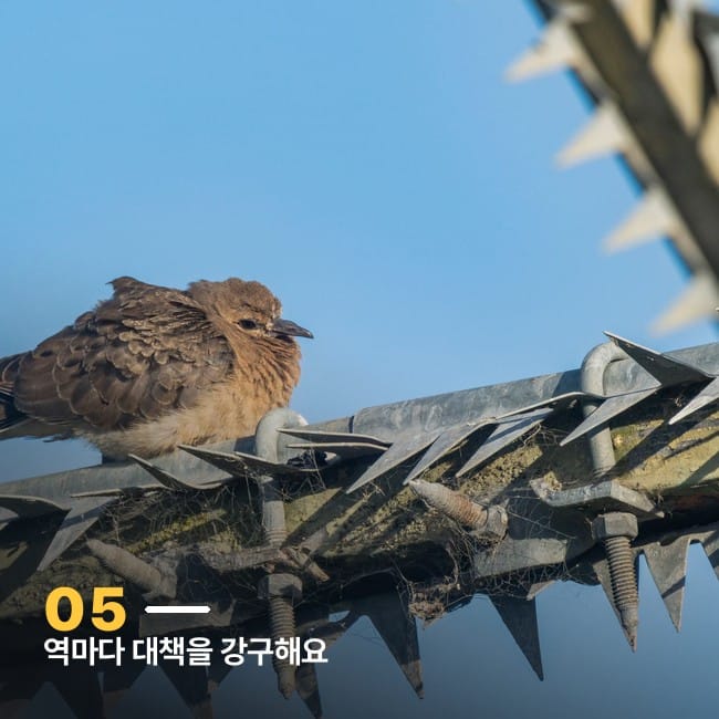 조류 퇴치용 스파이크에 앉은 새